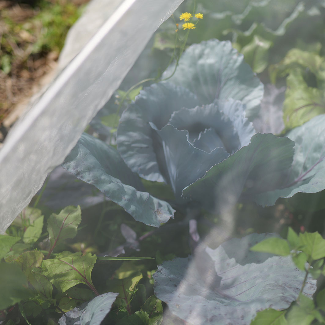 Kulturschutznetz 2,0×4,0 m meine ernte – Bild 3