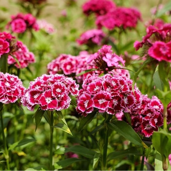 Bio-Blumen-Set II – Bild 4