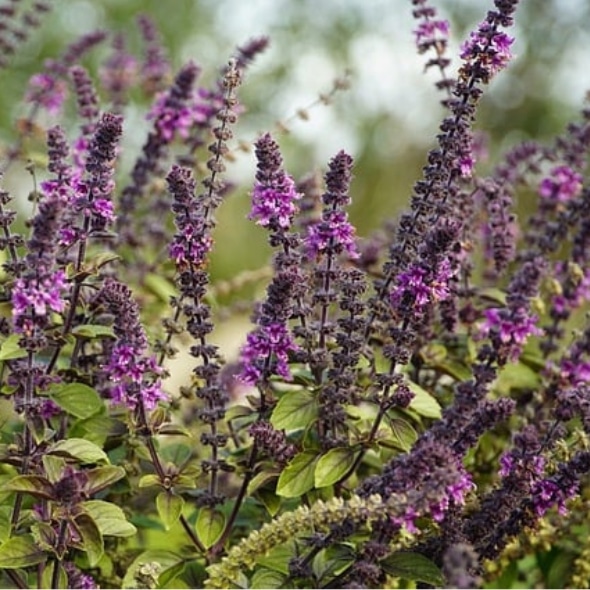 Bio-Blumen-Set II – Bild 3