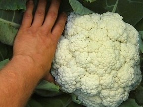 Blumenkohl “Neckarperle” – Bild 2