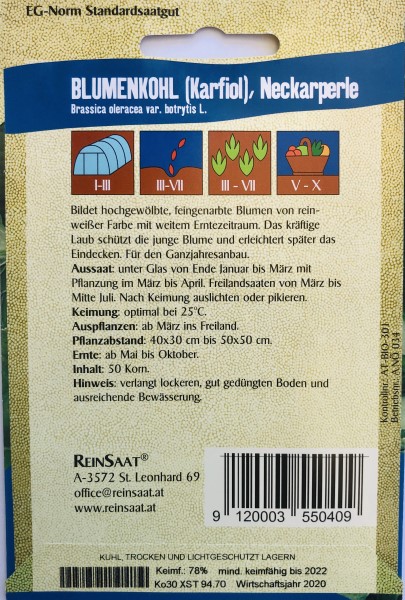 Blumenkohl “Neckarperle” – Bild 3