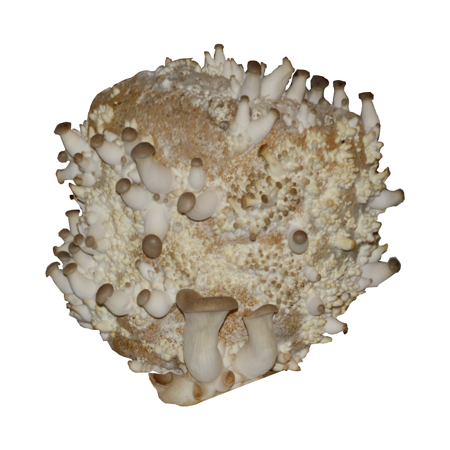 Bio Kräuterseitlingkultur ca.3 kg – Bild 4