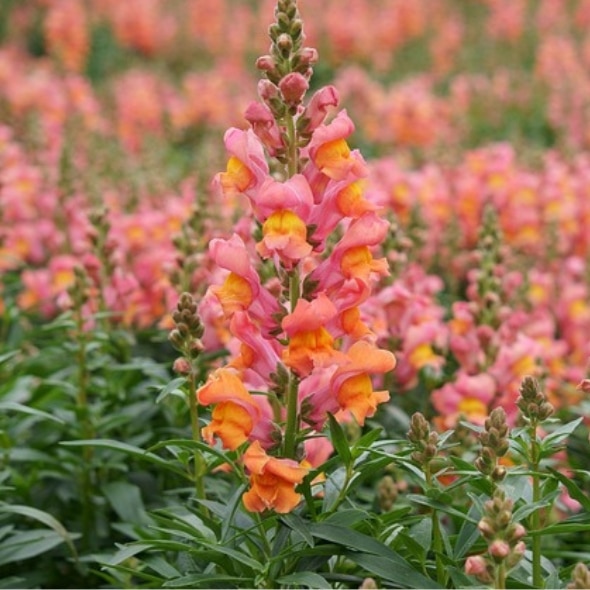 Bio-Blumen-Set II – Bild 2