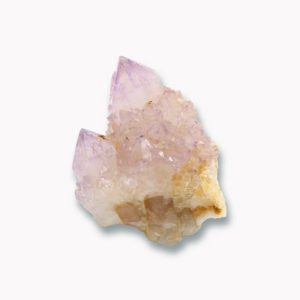 Kaktus Amethyst Spitze aus Südafrika