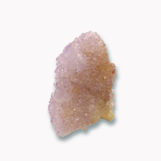 Kaktus Amethyst Spitze aus Südafrika – Bild 3