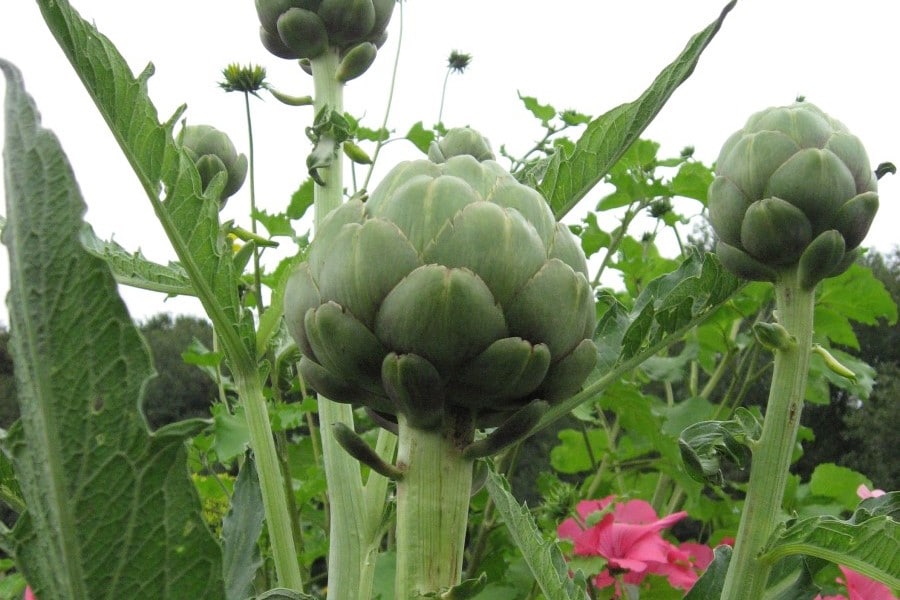 Artischocke Green Globe – Bild 3