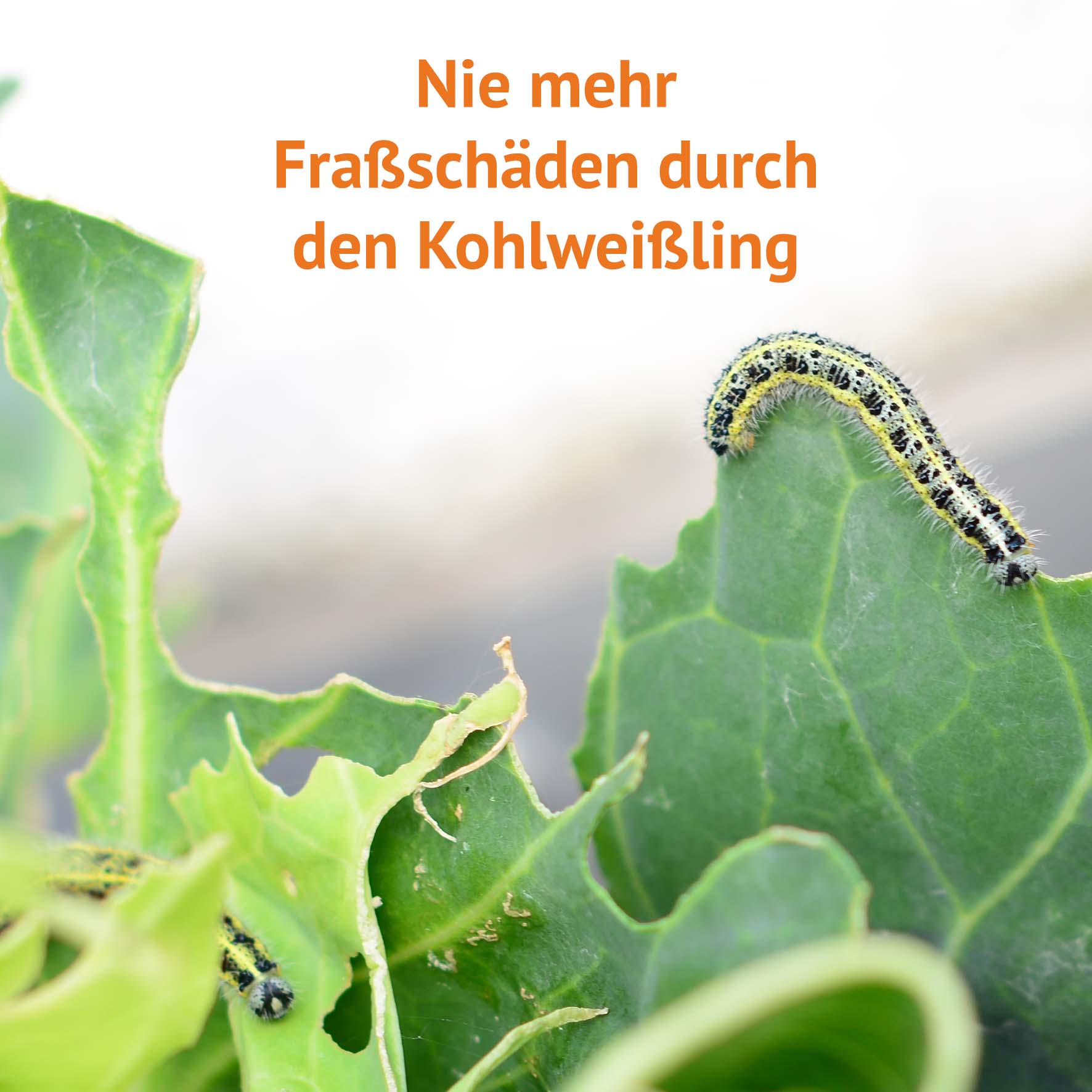 Kulturschutznetz 2,0×4,0 m meine ernte – Bild 7