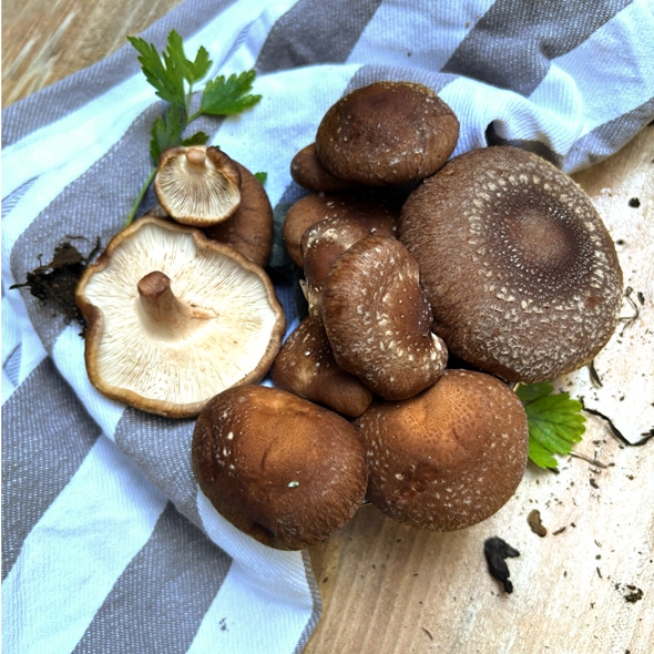 Shiitake Glückspilz-Dübel, Pilzzucht – Bild 6