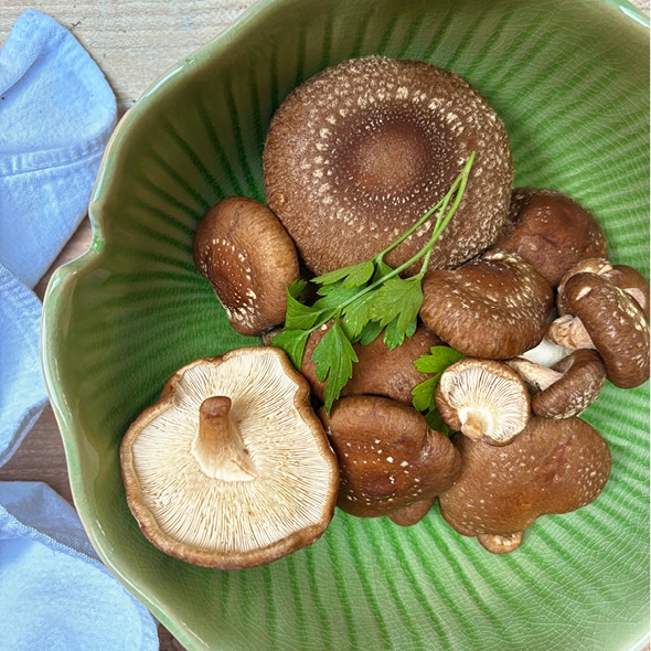 Shiitake Glückspilz-Dübel, Pilzzucht – Bild 2
