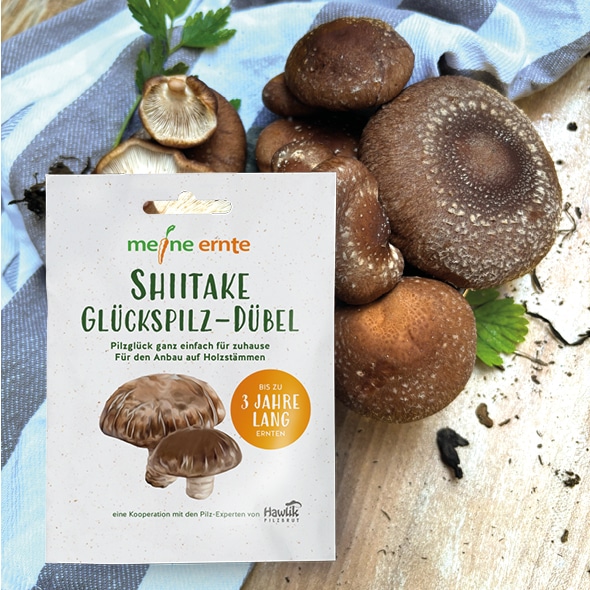 Shiitake Glückspilz-Dübel, Pilzzucht – Bild 3
